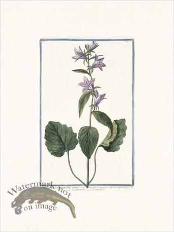 Bonelli 073 Bell flower